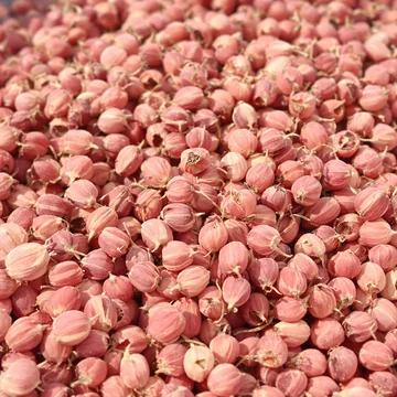 Aceite de rosa mosqueta: El aceite de la semilla del escaramujo.